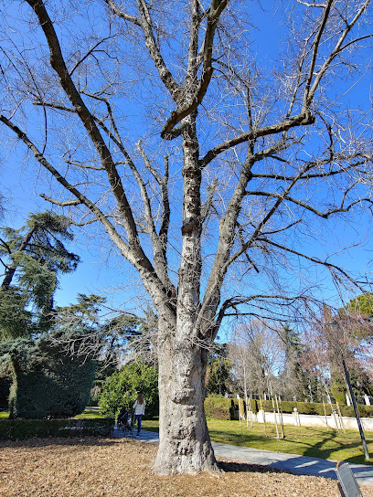 Arce plateado (árbol singular)